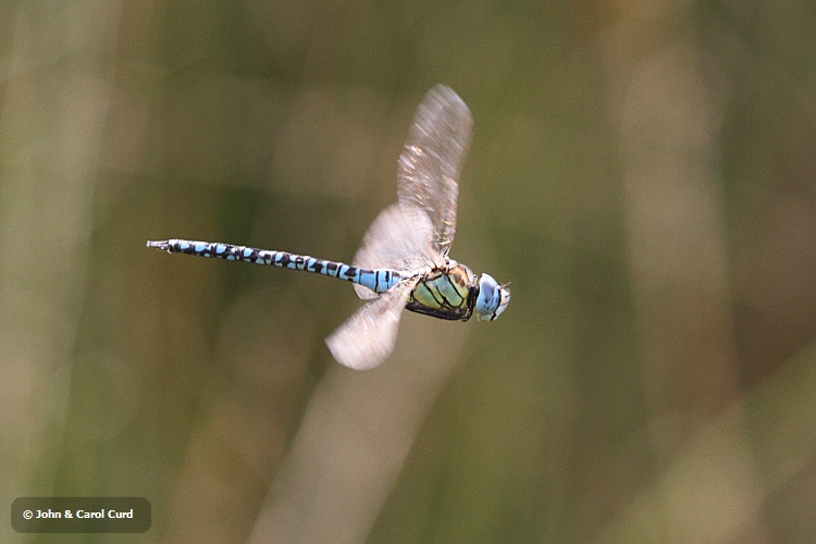 IMG_1549 Southern Migrant Hawker.JPG